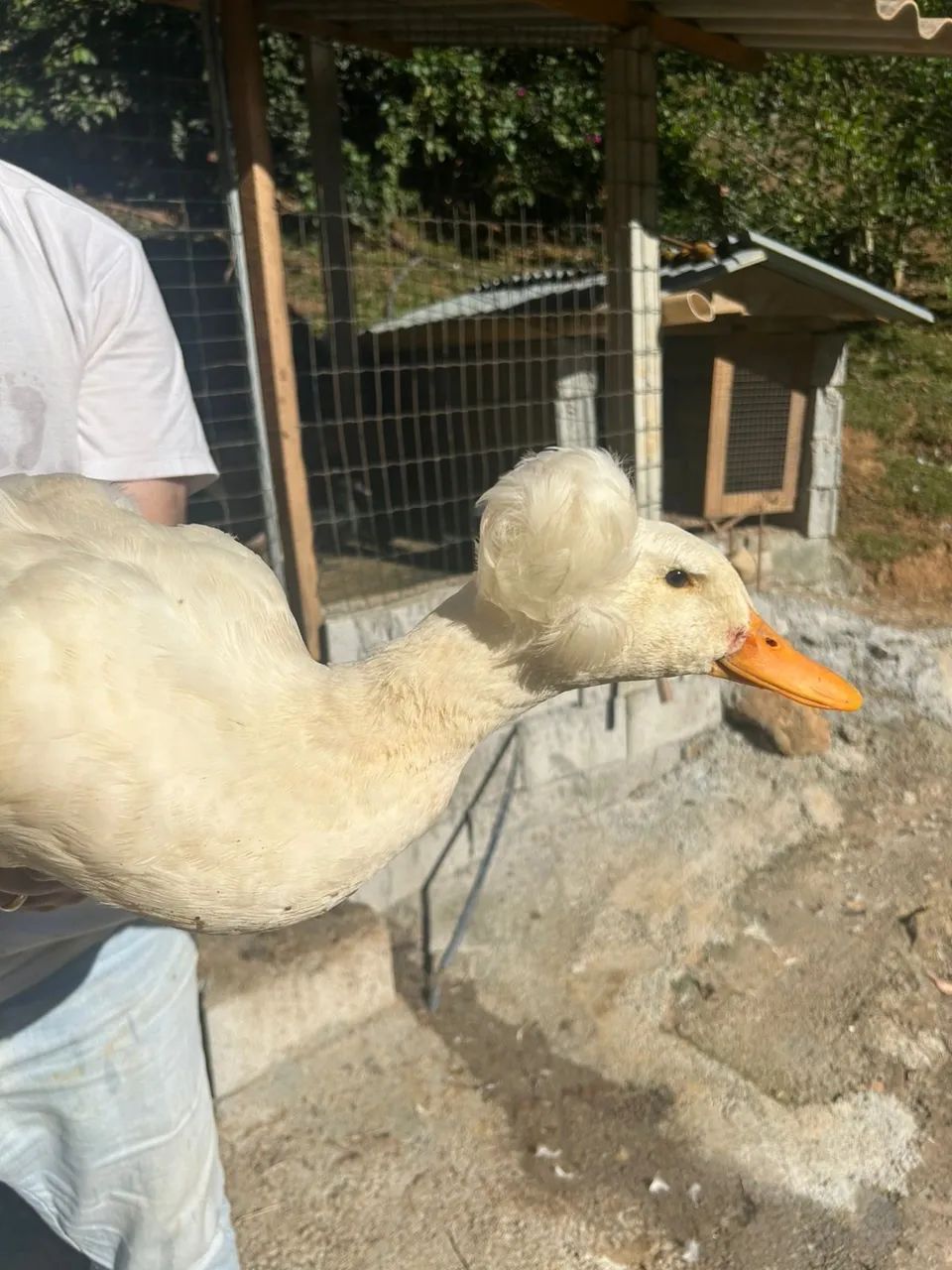 Ovos Férteis - Marreco Pompom - Foto 4