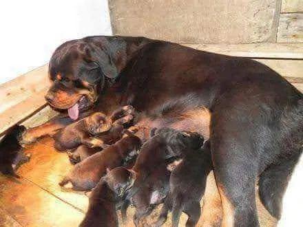 Rottweiler cabeça de touro