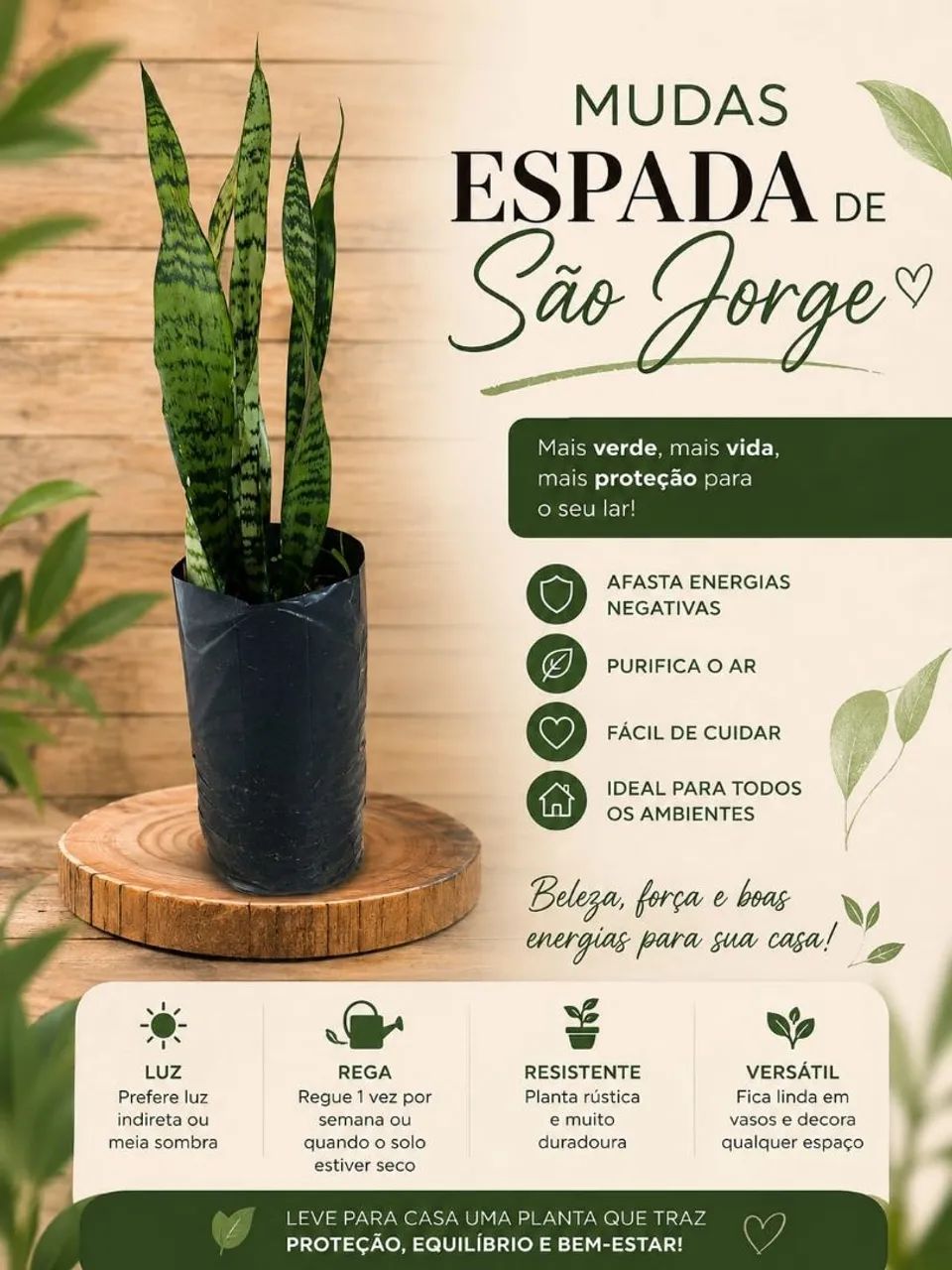 Mudas Espada de São Jorge