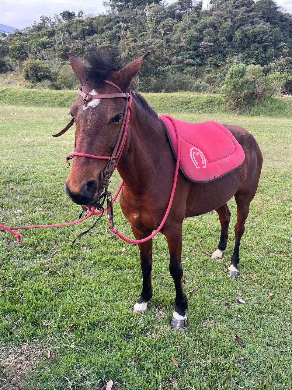 Cavalo  - Foto 2
