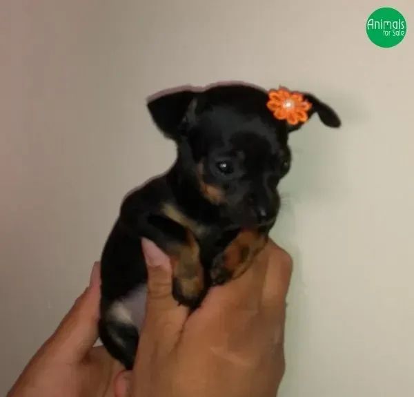 pinscher lindos  - Foto 2