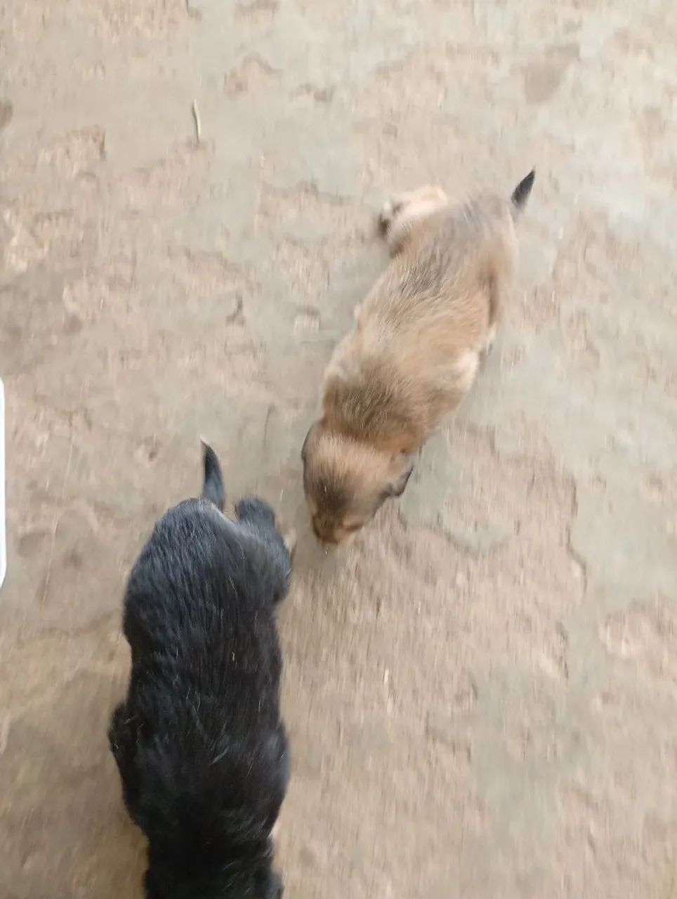 Cachorro ? - Foto 2