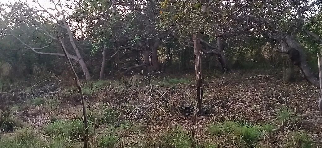 Vende-se terreno  - Foto 4