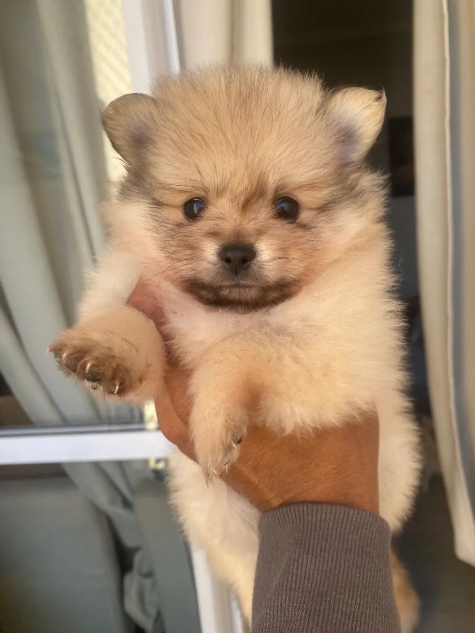 Lulu - Foto 3