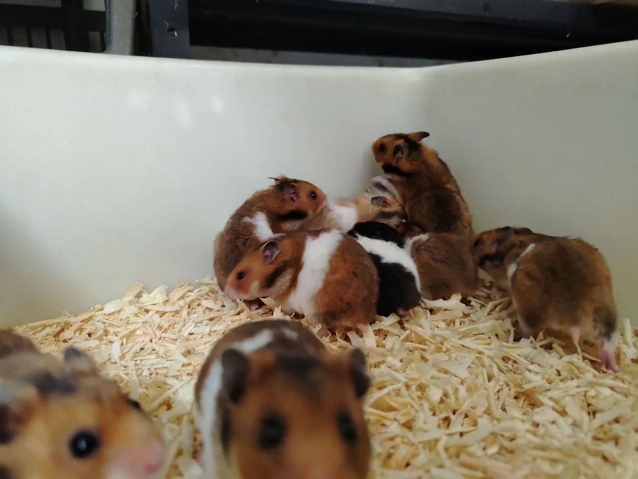 Hamster sírio  - Foto 3