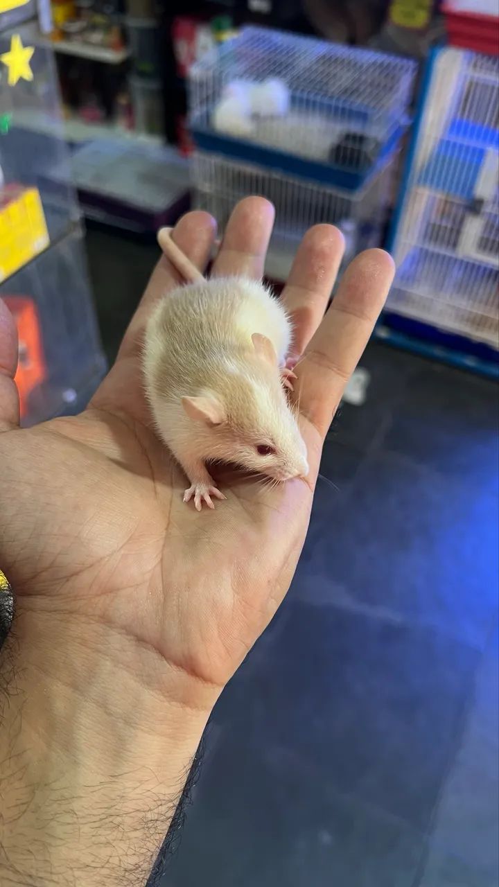 Rato Twister dócil | Loja física  - Foto 3