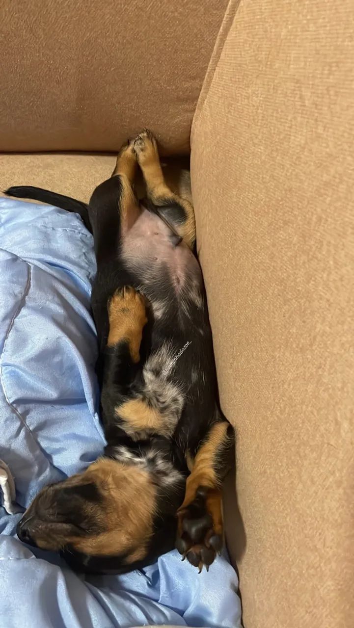 Dachshund  - Foto 3