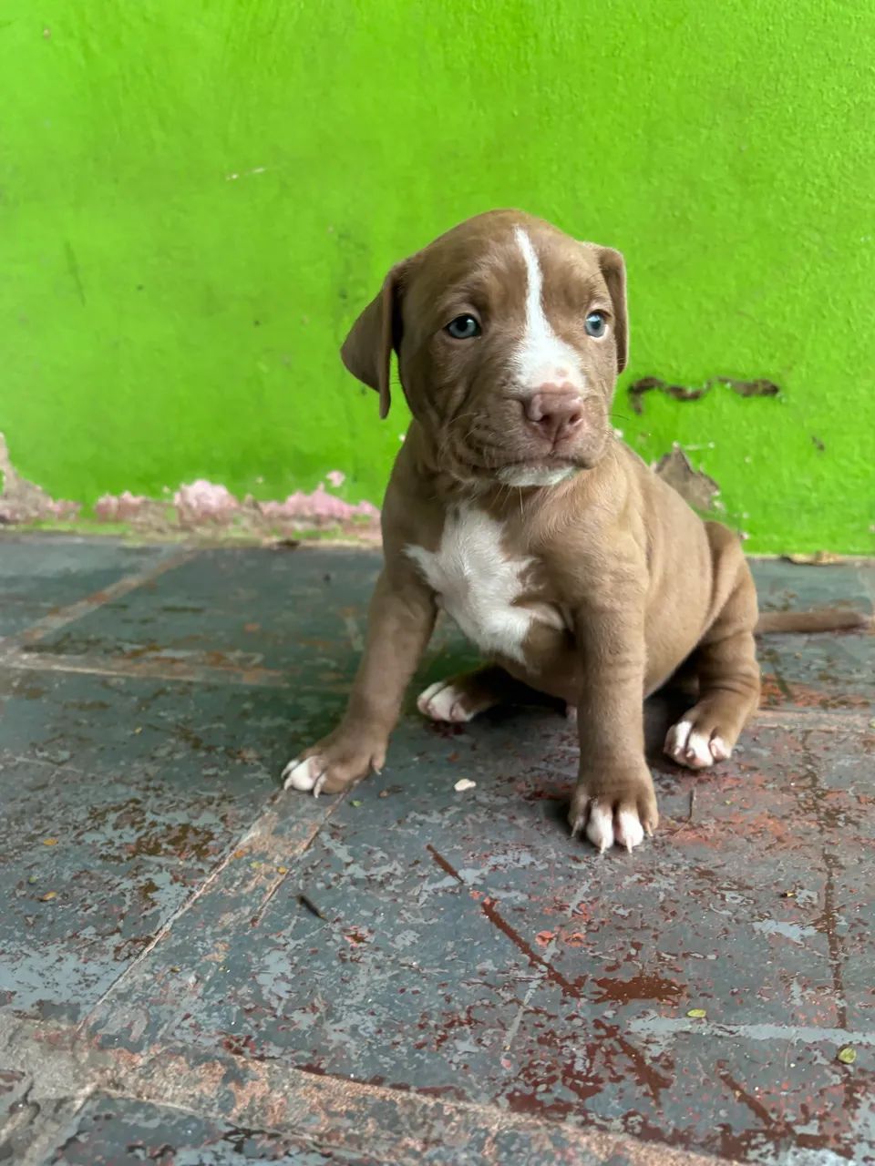 3 Pitbull macho - Foto 2