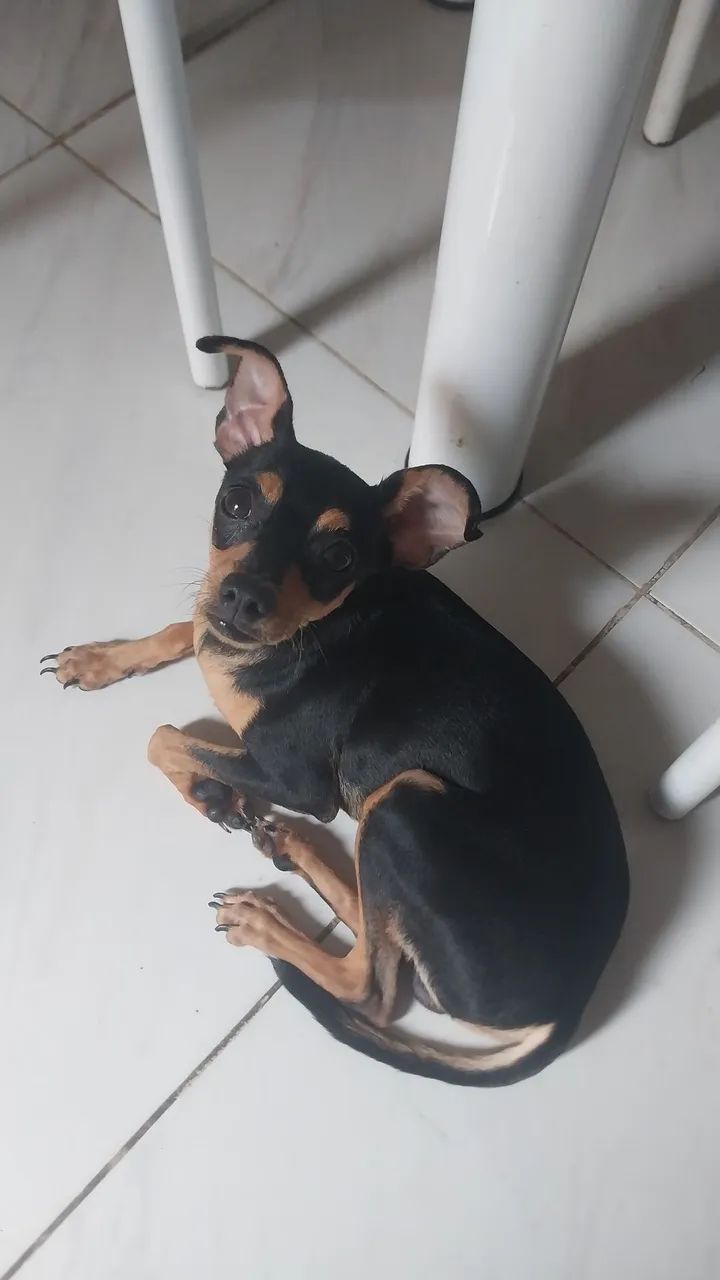 Cachorrinho 