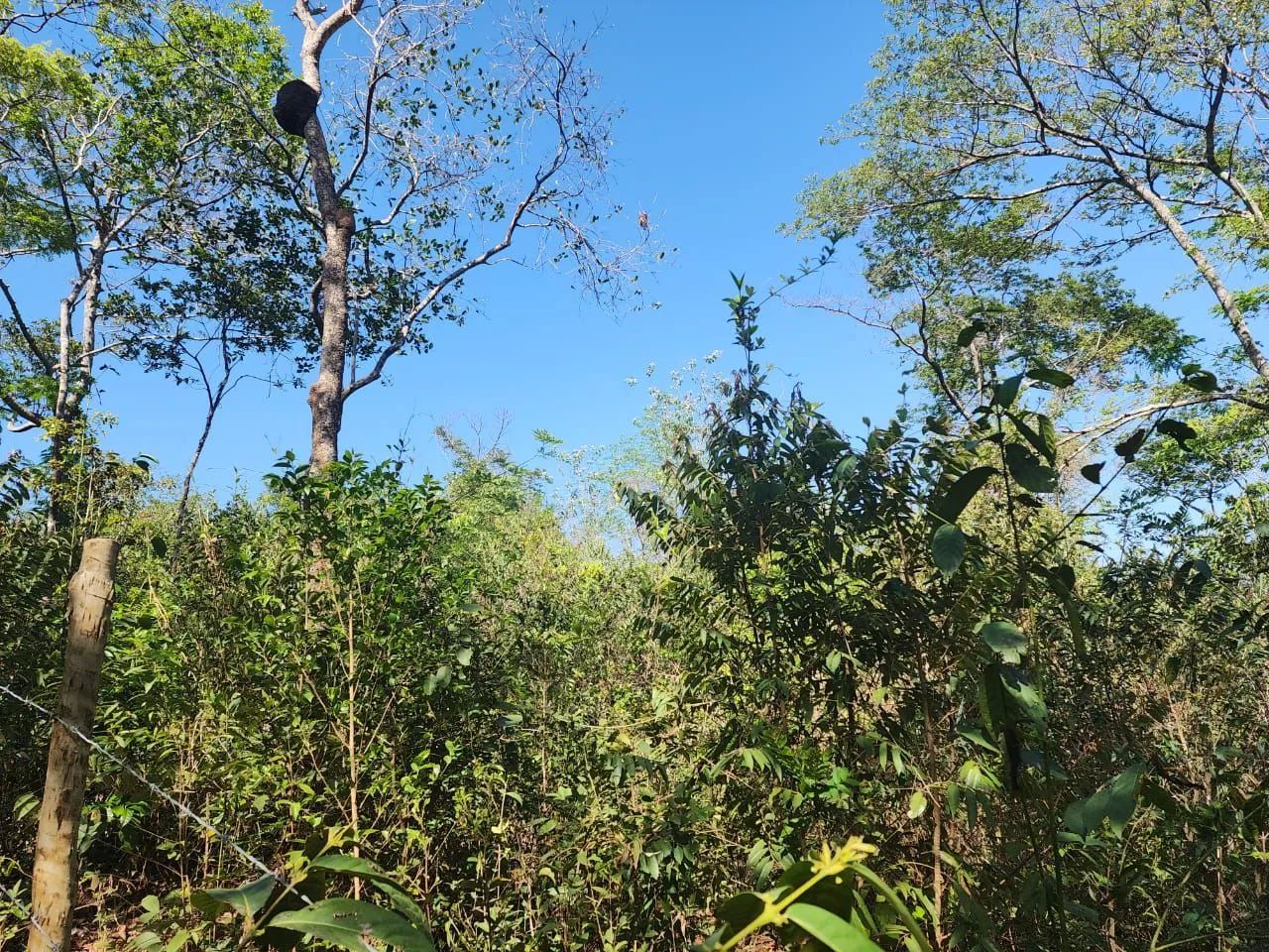 Magnífico terreno em jaboticatubas mg  - Foto 5