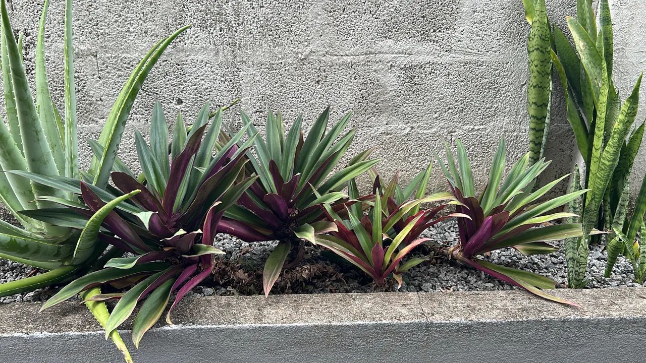 ABACAXI ROXO - Foto 4