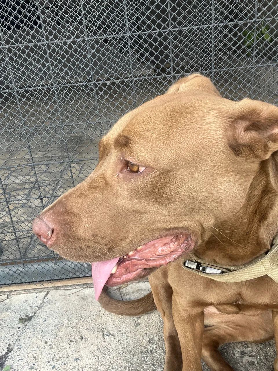 Doa-Se PitBull - Foto 2