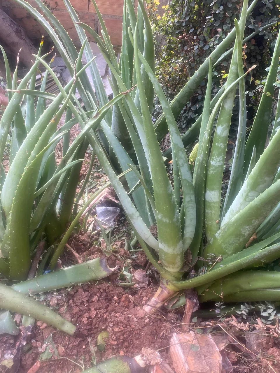 Babosa Aloe e vera