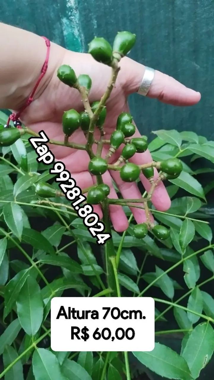 Mini Frutífera Cajamanga PRODUZINDO.  - Foto 2