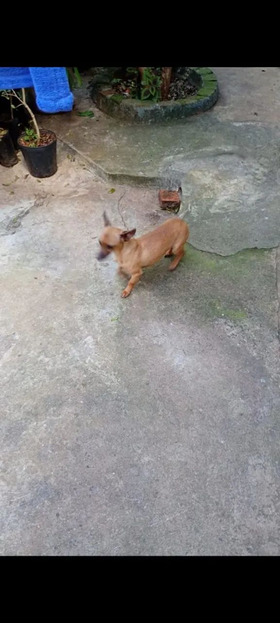 Animais de estimação  - Foto 2
