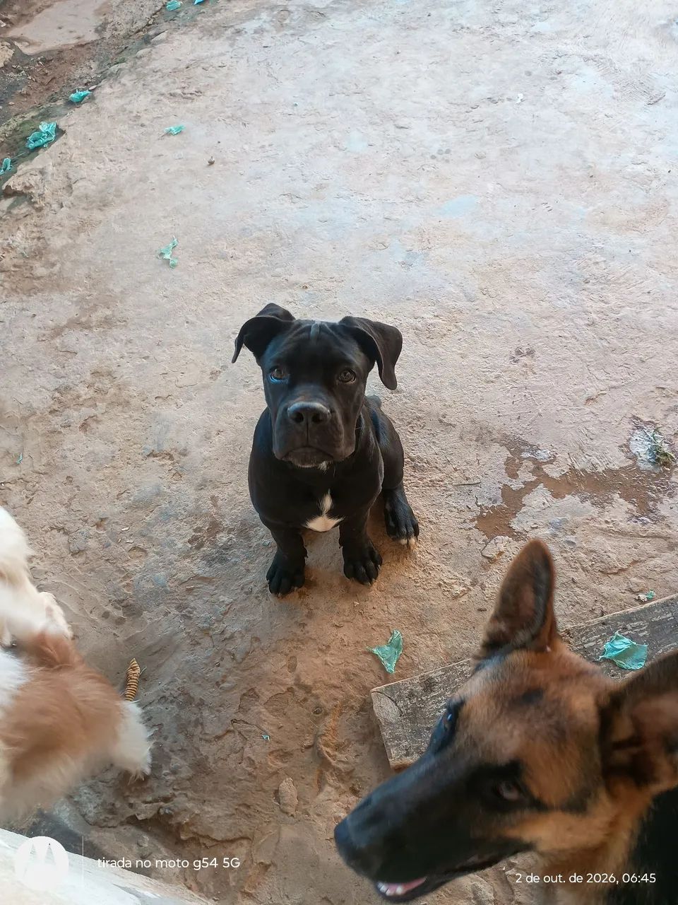 Cane corso macho  - Foto 5
