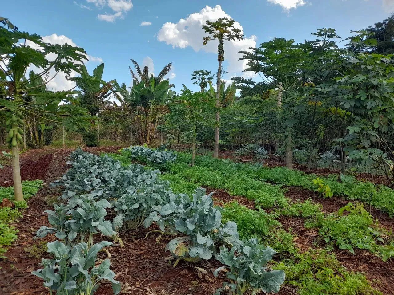 Lote no condomínio Floratta 1° etapa... - Foto 3