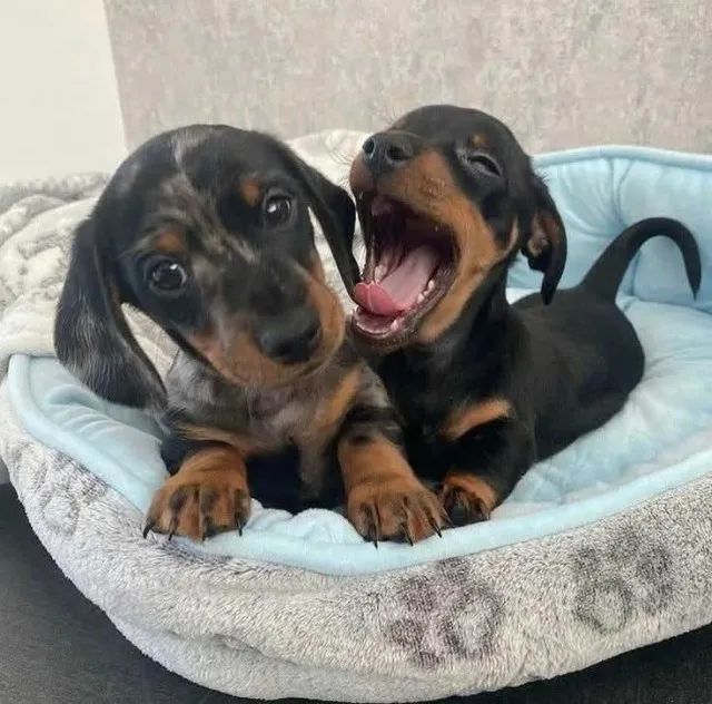 Dachshund que rouba corações facilmente - Foto 2