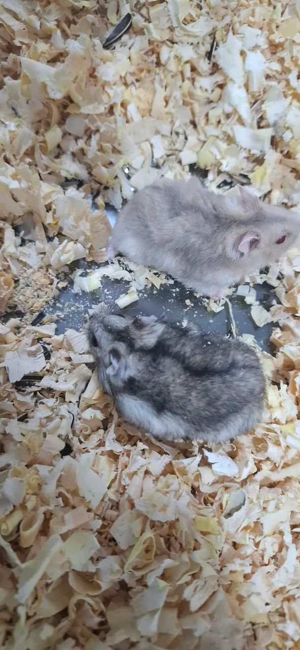 Hamster anão russo65048974709379123