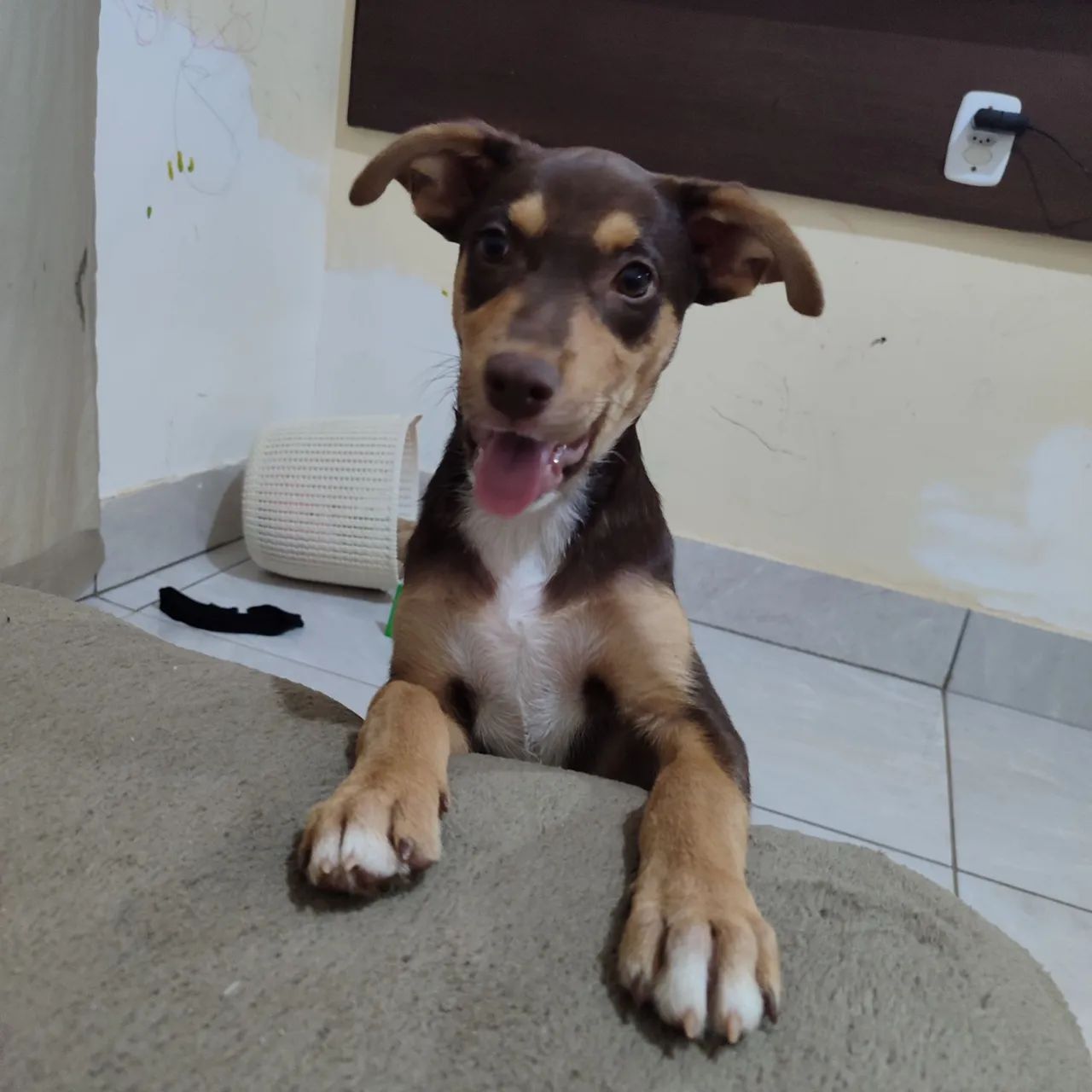 Doação Responsável  - Foto 2