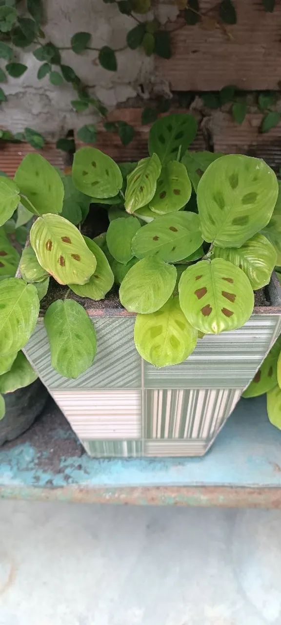 Plantas  - Foto 5