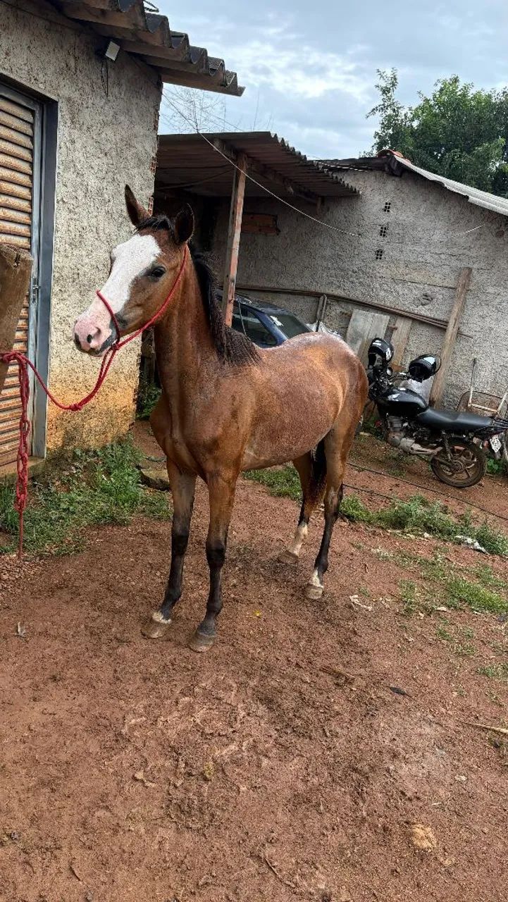 Potra quarto de milha gunner  - Foto 5