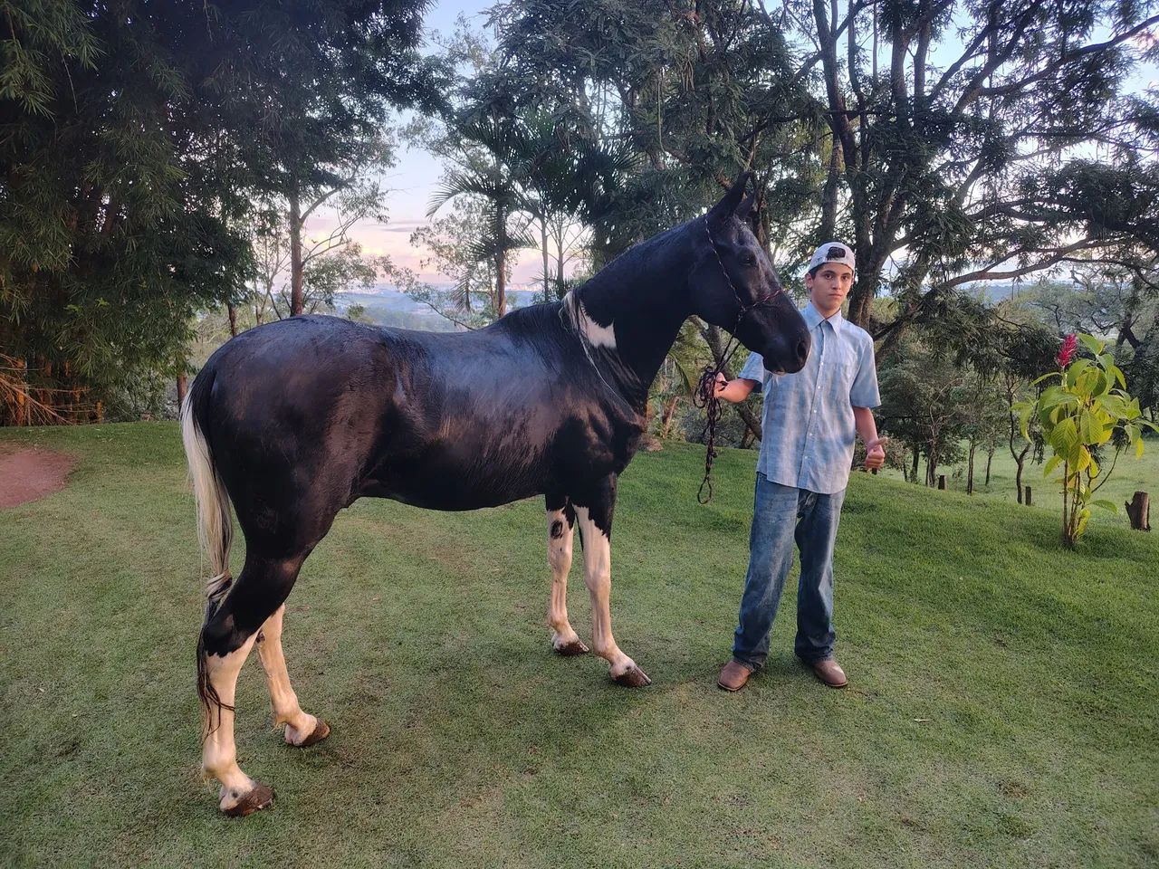 Cavalo bom de sela a venda! - Foto 3