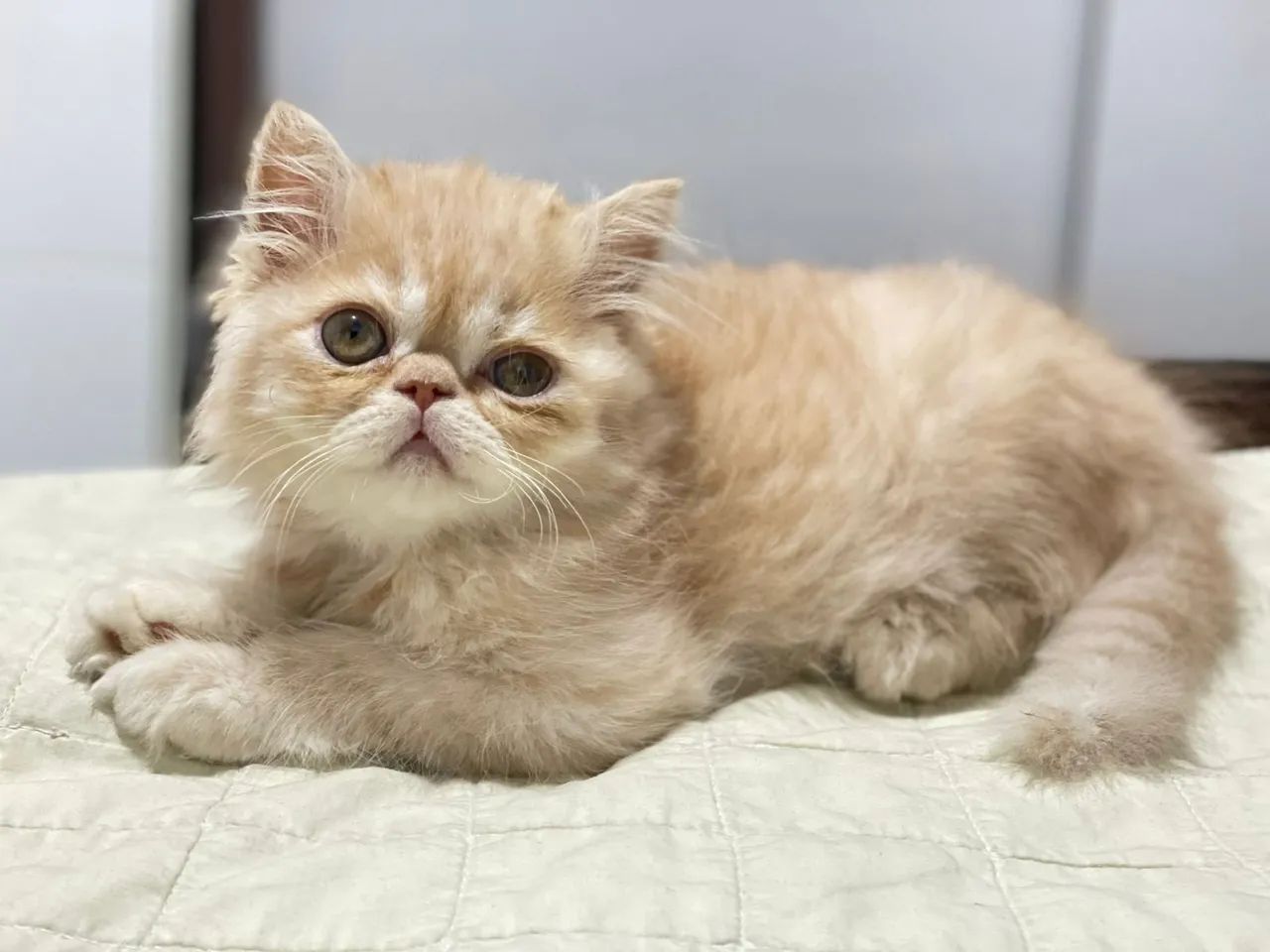 Gato persa filhote show - Foto 5