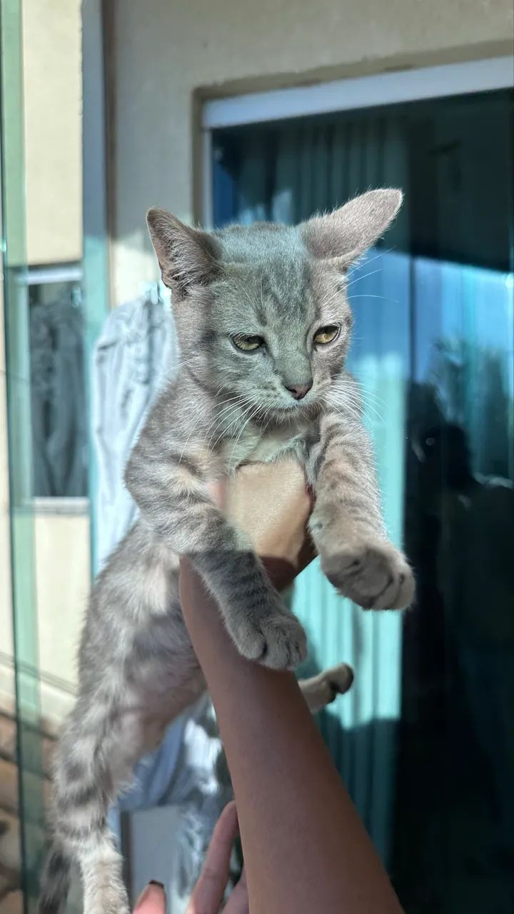 Adoção Gato Cinza - Foto 3