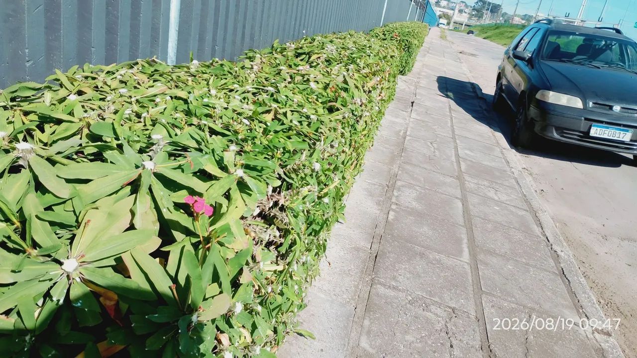 Jardinagem profissional  - Foto 4