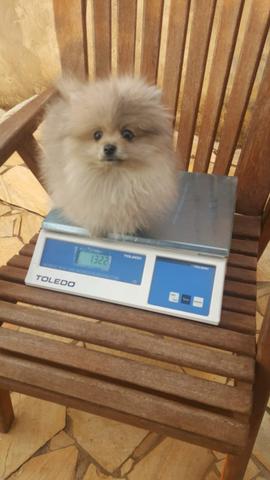 Spitz alemão anão!!! Lulu da pomerania 4 meses 1,3 k!!! - Foto 2