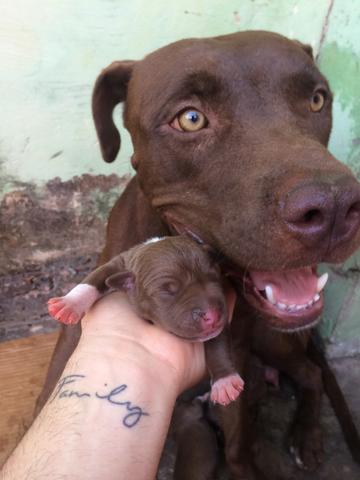 Vende-se filhotes de pitbull, puros! - Foto 3