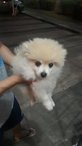 Spitz alemão anão
