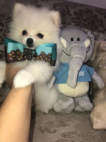 Olha que coisa mais linda spitz alemão anão!!! Lulu da pomerania com muita qualidade!!! - Foto 2