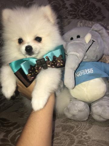 Olha que coisa mais linda spitz alemão anão!!! Lulu da pomerania com muita qualidade!!! - Foto 5