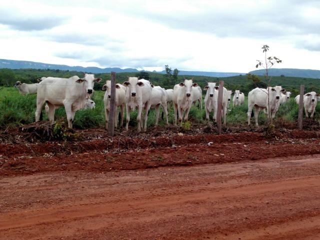 Fazenda beira do lago a melhor da região - Foto 5