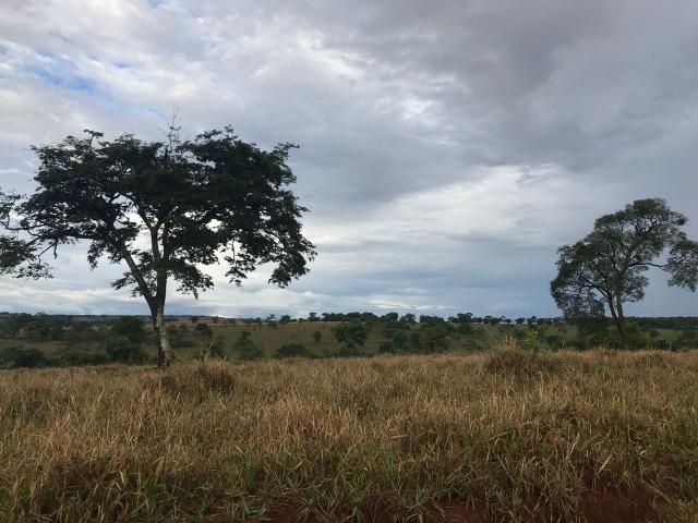 Fazenda plana e rica em água, 24 Alqueires (116.16 ha ) Bela Vista de Goias - Foto 3