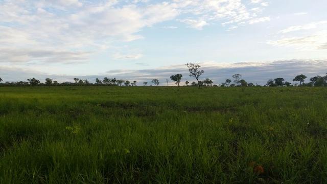 Oportunidade Fazenda 24 Alqueires ( 116 hectares ) Ribeirão Cascalheira-MT - Foto 2