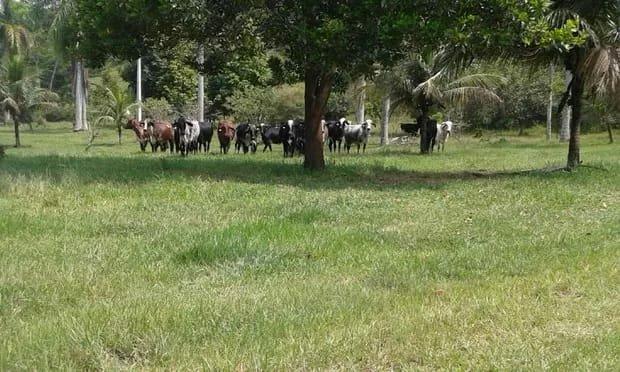 Belíssima fazenda em Cachoeiras de Macacu oportunidade!!!! - Foto 7