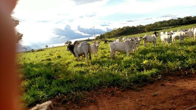 Fazenda beira do lago a melhor da região - Foto 9