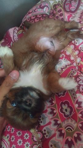 Shihtzu
