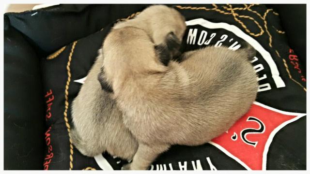 Promoção Pug macho e fêmea disponivel Canil Yoshi - Foto 2
