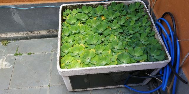 Vendo aquário de 200 litros - Foto 2