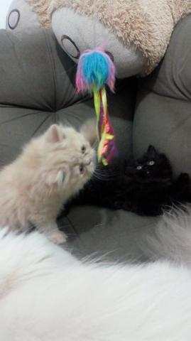 Lindos Gatinhos Persa - Foto 3