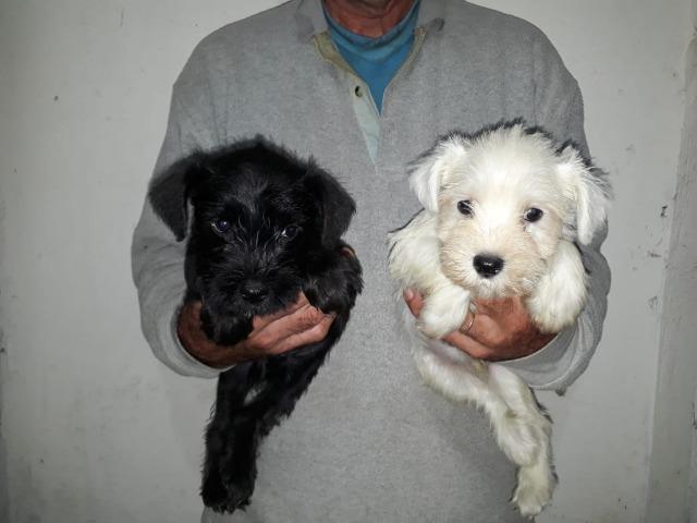Lindos Filhotes Schnauzer - Foto 5