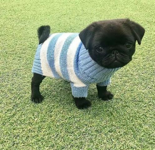Pug Femea