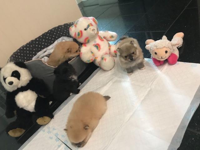 Spitz Alemão tamanho anão padrão ursinho, com suporte veterinário gratuito durante 6 meses - Foto 3