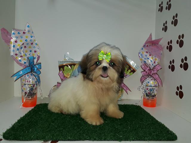 Lindos filhotes de shih tzu macho e fêmea em 10x já vacinados enviamos até você!!! - Foto 3