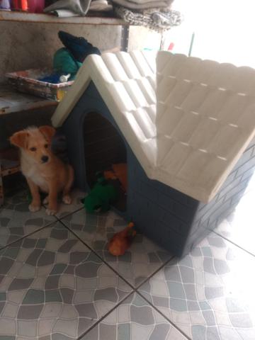 Casinha de cachorro
