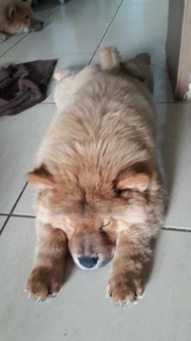 Chow chow puro macho 250.00 cada